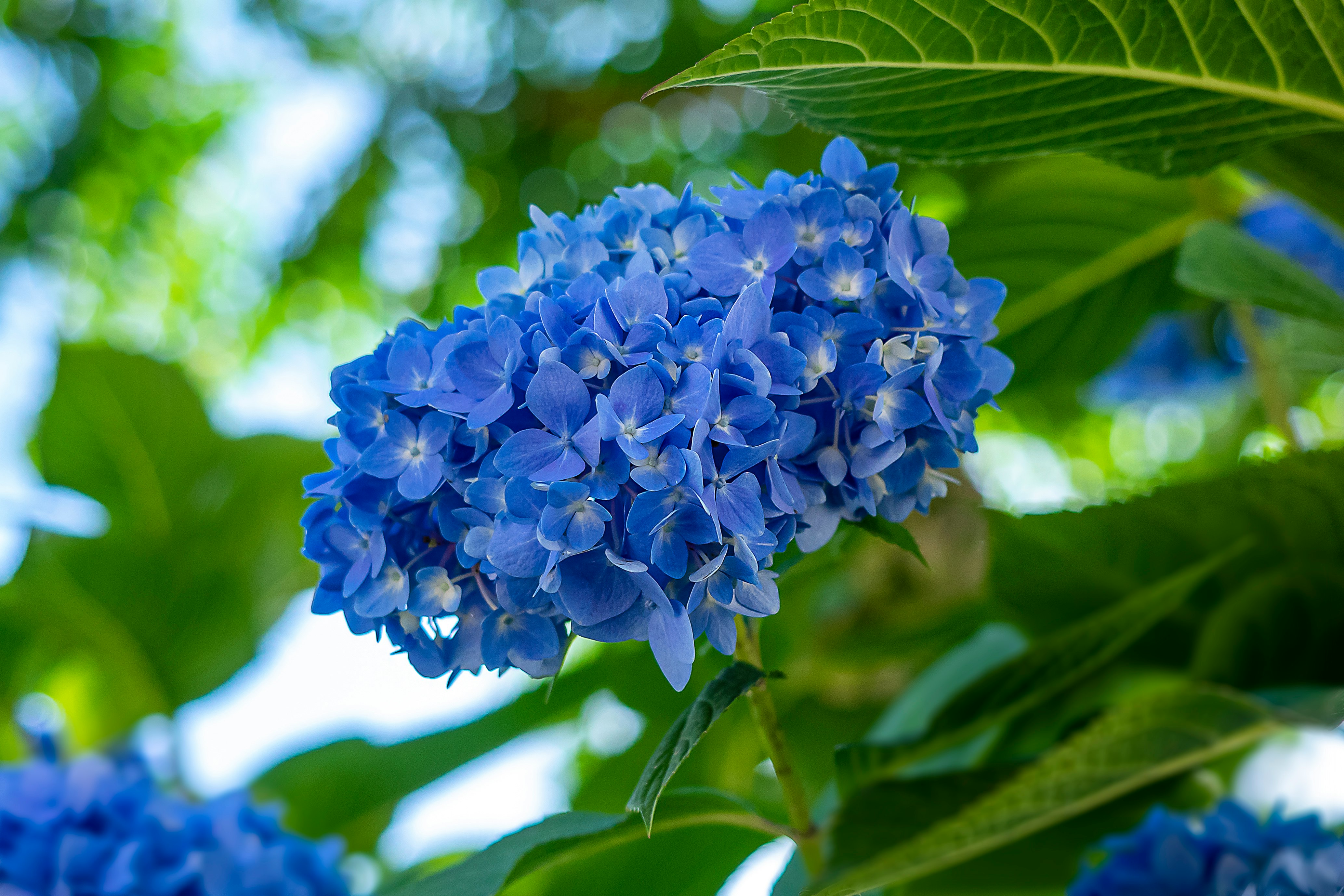 blue flower in tilt shift lens